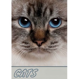 Cats naptár