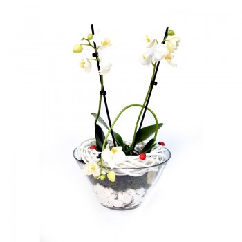 Phalaenopsis orhidee  cu buburuza